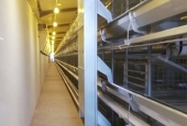 AL Shhail farm for eggs 